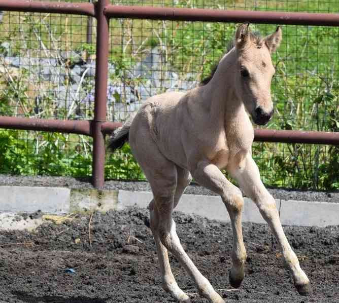 Admitting a Quarter Horse grullo stallion Zlin - photo 17