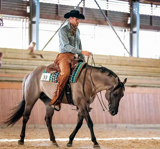 Admitting a Quarter Horse grullo stallion Zlin - photo 5