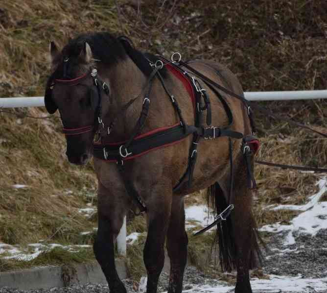 Aufnahme eines Quarter Horse Grullo-Hengstes Zlín - Foto 9