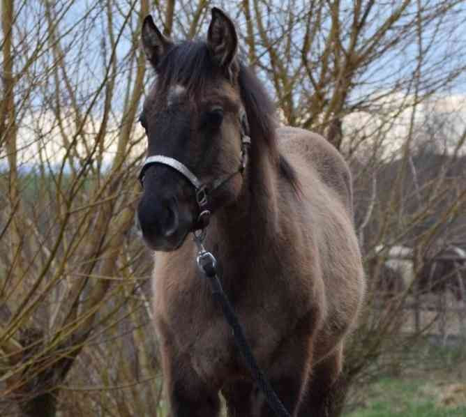 Admitting a Quarter Horse grullo stallion Zlin - photo 14