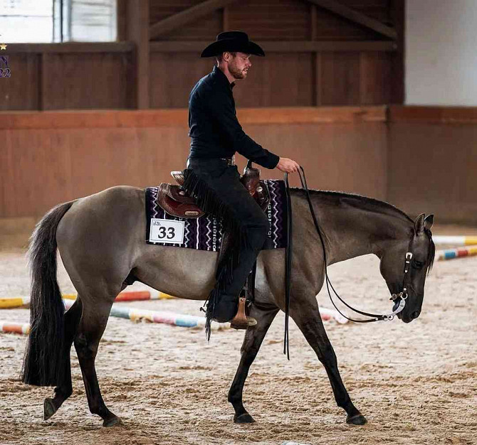 Admitting a Quarter Horse grullo stallion Zlin - photo 1