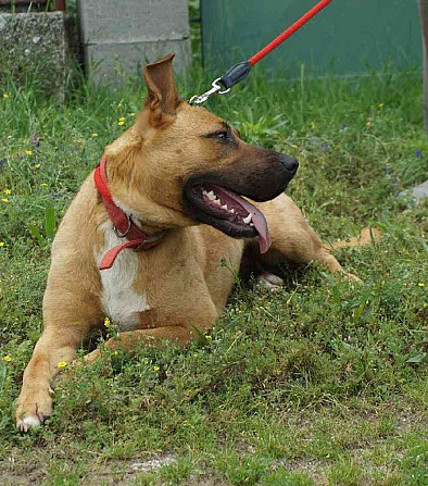 MOLLY - approx. 25 kg - spayed female, 3 years old Slovakia - photo 8