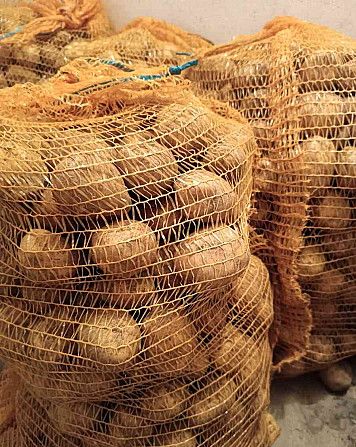 Sadbové a konzumní brambory SORAYA, MILVA Púchov - foto 1