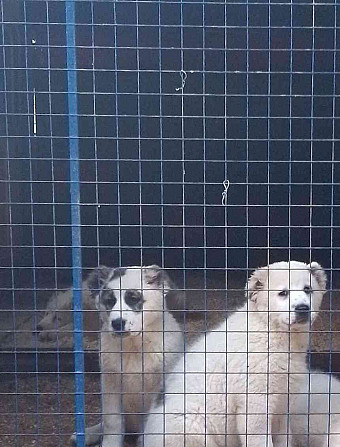 Central Asian shepherd dog - Alabaj puppies with PP Ceska Lipa - photo 7