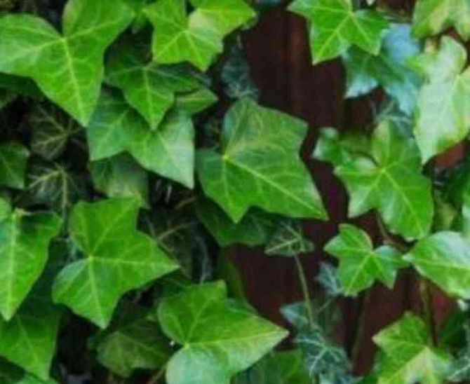 Бректан Попинавы – зеленое жилинское растение. Жилина - изображение 1