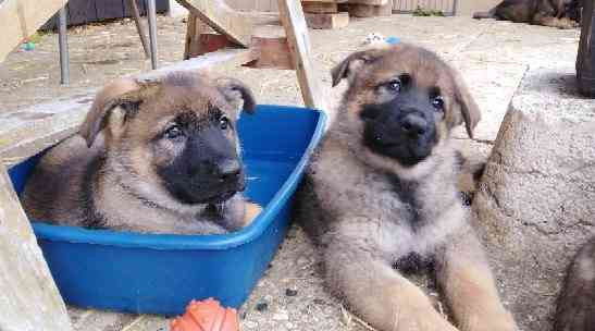 German Shepherd puppies with PP  - photo 1