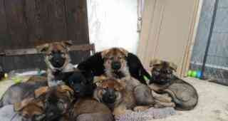 German Shepherd puppies with PP  - photo 13