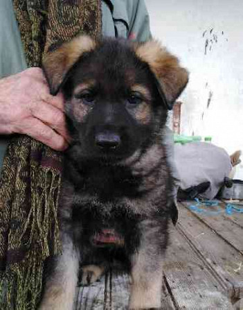 German Shepherd puppies with PP  - photo 9