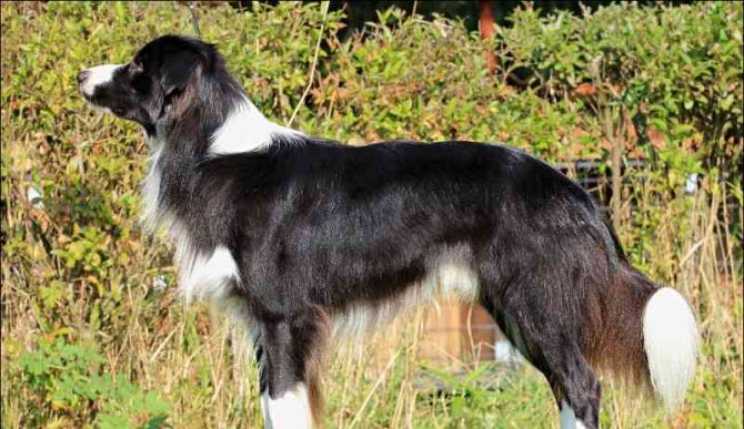 Mating with a breeding dog of the border collie breed Vyskov - photo 4