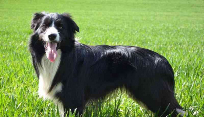 Mating with a breeding dog of the border collie breed Vyskov - photo 2