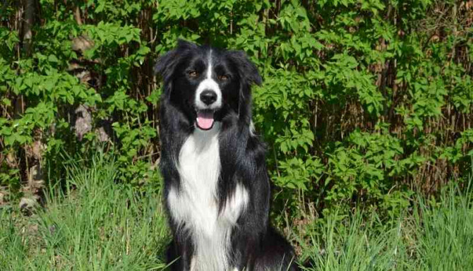 Mating with a breeding dog of the border collie breed Vyskov - photo 3