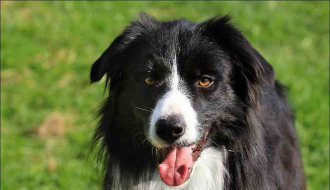 Mating with a breeding dog of the border collie breed Vyskov - photo 1