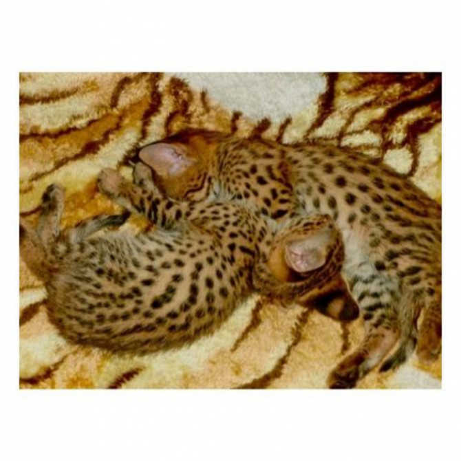 Savannah macskák Serval és Caracal 4 hetes Pozsony - fotó 3