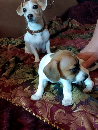 Jack Russell Terrier Welpen zu verkaufen Karlsbad - Foto 10