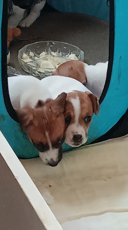 Jack Russell Terrier Welpen zu verkaufen Karlsbad - Foto 16