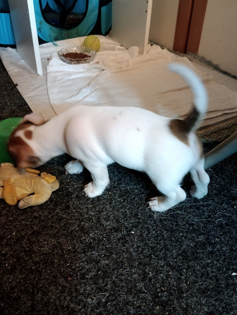 Jack Russell Terrier Welpen zu verkaufen Karlsbad - Foto 15