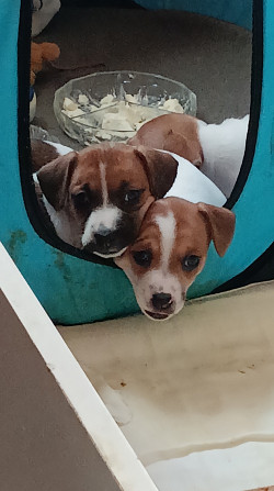 Jack Russell Terrier Welpen zu verkaufen Karlsbad - Foto 17