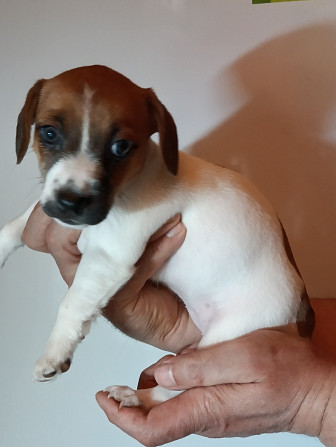 Jack Russell Terrier Welpen zu verkaufen Karlsbad - Foto 8