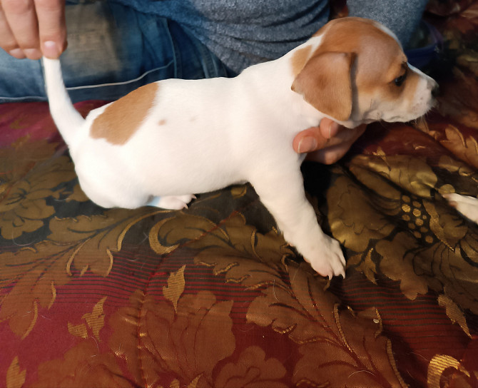 Predám šteniatka Jack Russell Terrier Karlove Vary - foto 1
