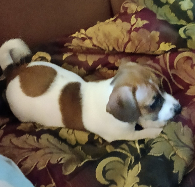Jack Russell Terrier puppies for sale Karlovy Vary - photo 12