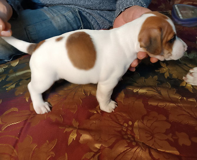 Jack Russell Terrier puppies for sale Karlovy Vary - photo 3