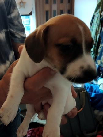 Jack Russell Terrier Welpen zu verkaufen Karlsbad - Foto 5
