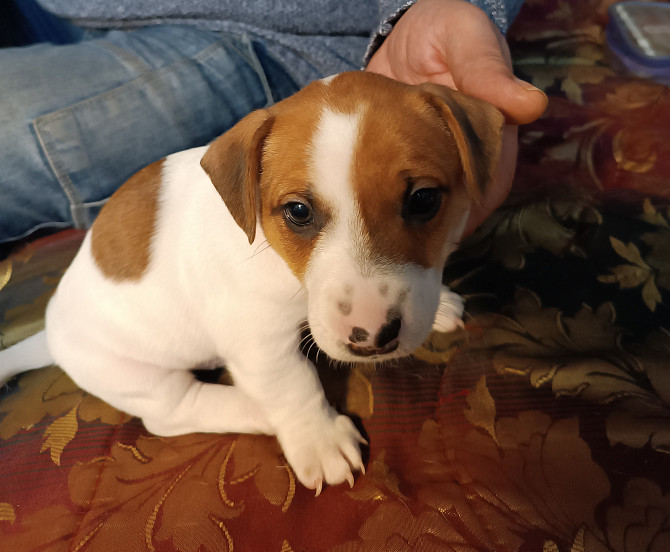 Jack Russell Terrier Welpen zu verkaufen Karlsbad - Foto 2