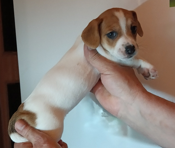 Jack Russell Terrier Welpen zu verkaufen Karlsbad - Foto 13