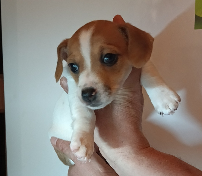 Jack Russell Terrier Welpen zu verkaufen Karlsbad - Foto 14