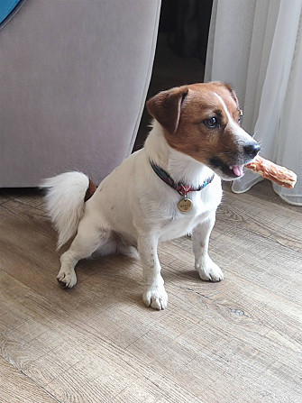 Jack Russell Terrier Welpen zu verkaufen Karlsbad - Foto 19