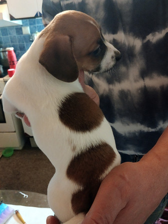 Predám šteniatka Jack Russell Terrier Karlove Vary - foto 6