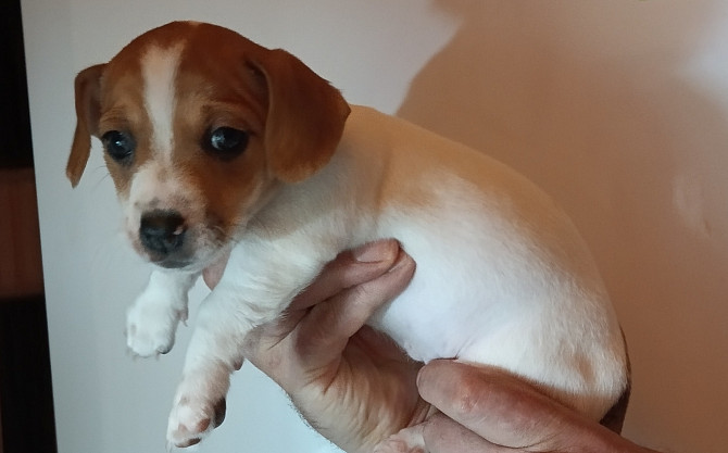 Jack Russell Terrier Welpen zu verkaufen Karlsbad - Foto 7
