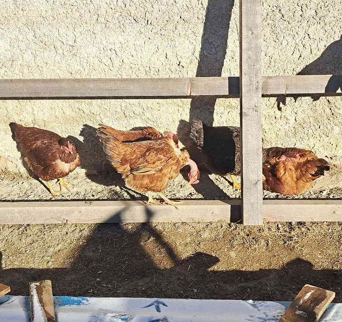 Nasadové vajcia NV Presov - photo 1