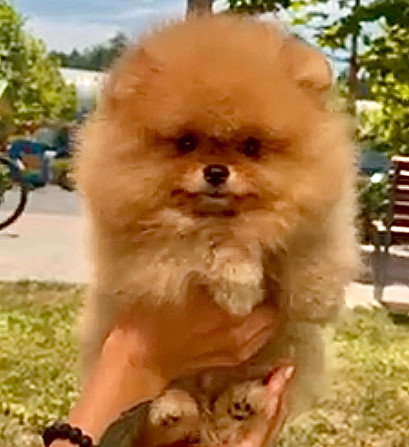 Bright Pomeranian boy Prague - photo 1