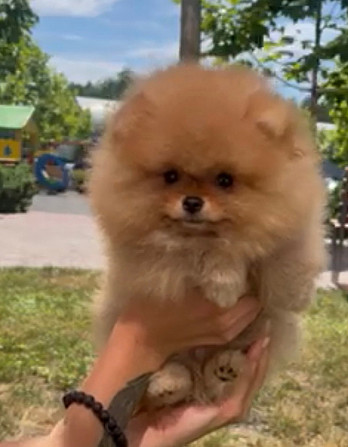 Bright Pomeranian boy Prague - photo 7