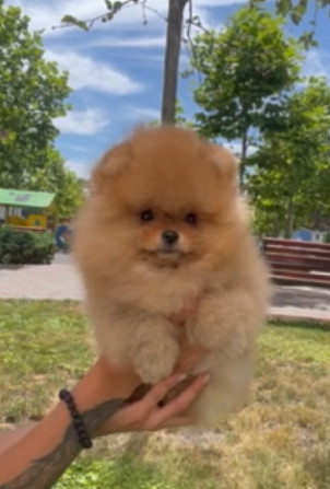 Bright Pomeranian boy Prague - photo 8