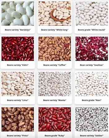 High-quality beans of various varieties Prag