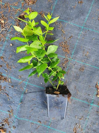 Blueberry seedlings P9 3.50 zł / 0.8 Euro Banska Bystrica - photo 1