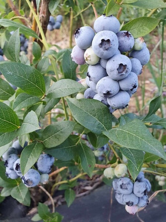 Blueberry seedlings P9 3.50 zł / 0.8 Euro Banska Bystrica - photo 2