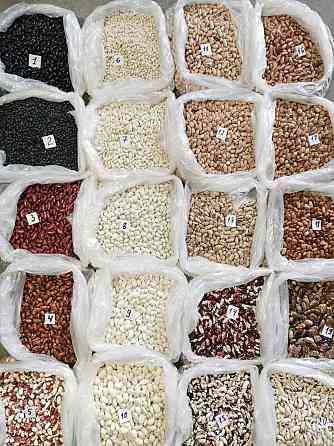 Premium Beans from Ukraine Budapest