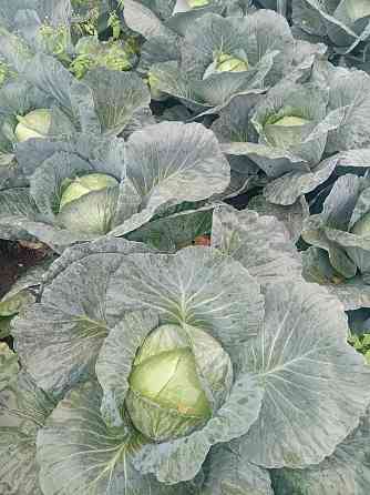 Agressor fejeskáposzta termelőtől Kisvárda