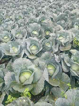 Agressor fejeskáposzta termelőtől Kisvárda