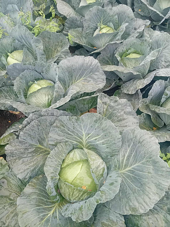 Agresorová kapusta od výrobcu Kisvárda - foto 2