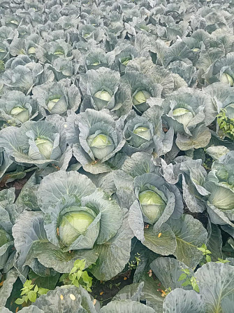 Agresorová kapusta od výrobcu Kisvárda - foto 1